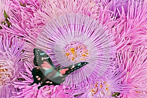 Butterflies on the purple aster flowers