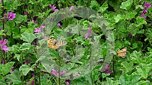 Butterflies on purple flowers