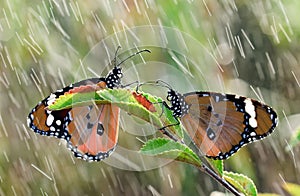 Butterflies in the rain