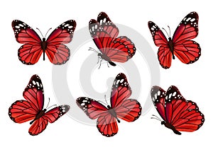 Butterflies. Realistic colored insects beautiful moth vector collection of butterflies