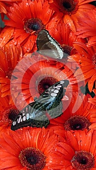 Butterflies on red flowers