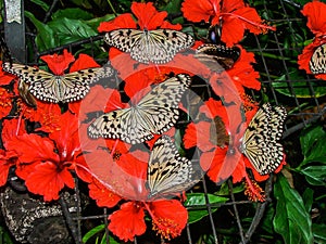 Butterflies on red flowers