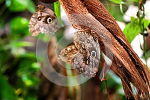 Butterflies resting on a branch in green vegetation.