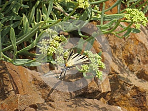 Butterflies with the richest variety of coloring