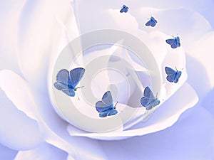 Butterflies on rose petal