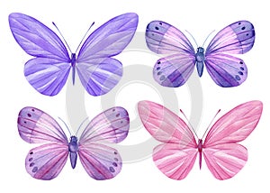 Butterflies set isolated on a white background. Watercolor Illustration for your design. Purple and pink butterfly