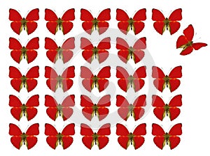 Butterflies showing concept of difference, individuality, crowd, standing out, freedom