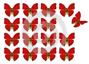 Butterflies showing concept of difference, individuality, crowd, standing out, freedom,