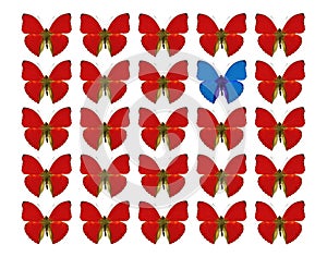 Butterflies showing concept of difference, individuality, crowd, standing out, freedom, i