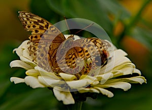 Butterflies of Siberian taiga
