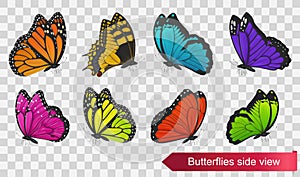 Butterflies side view isolated on transparent background. Vector photo