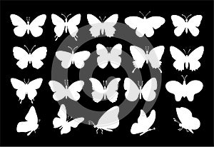 Butterflies silhouettes. spring butterfly silhouette collection white on a black background. Vector butterfly set