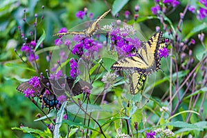 Butterflies sitting on a flower