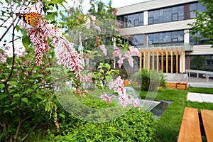 Butterflies sitting on a lilac bush in the park