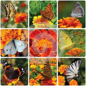 Butterflies sitting on marigold