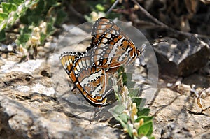 Butterflies - Spotted Jokers