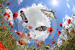 Butterflies at springtime photo