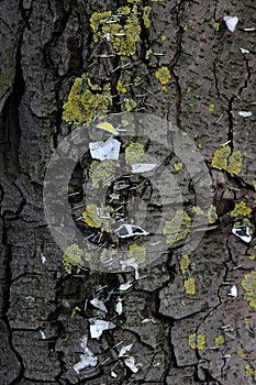 Butterflies or staples in the tree advertising by hand