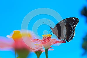 Butterflies suck nectar for food and always help pollinate flowers