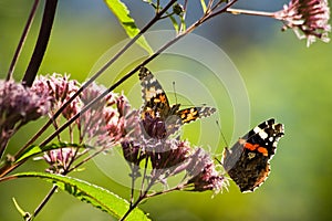 Butterflies in summer garden