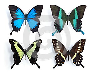 Butterflies,Swallowtail,Papilionidae, (panel)