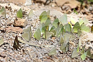 Butterflies in Thailand