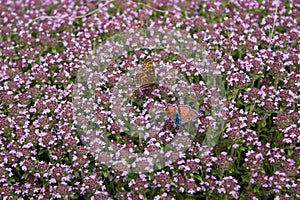 Butterflies on thyme flowers