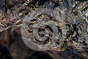 Butterflies on a tree trunk in a close-up view