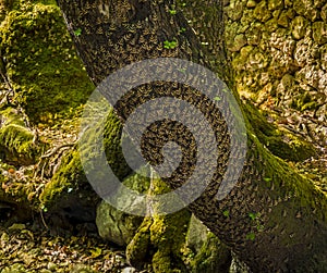 Butterflies on trees in a valley on Rhodes