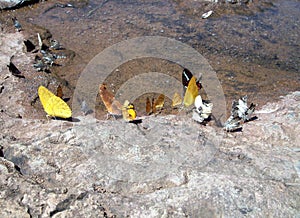 Butterflies of various species lodged on the edge of a puddle of water