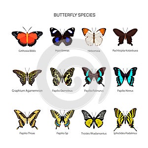 Butterflies vector set in flat style design. Different kind of butterfly species icons collection.