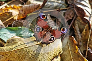 Butterflies wake up after hibernation