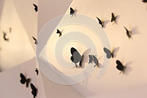 Butterflies on wall