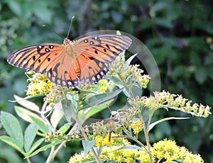 Butterflies and wasps