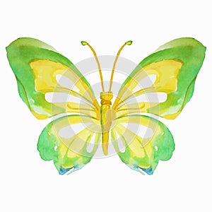 Butterflies watercolor. Vector illustration