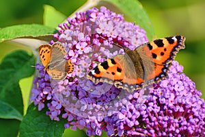 2 butterflies on buddleia blossom, small copper and small tortoiseshell photo