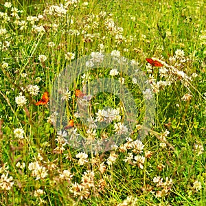 Butterflies and white clower