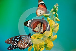 Butterflies, yellow flower on turquoise background