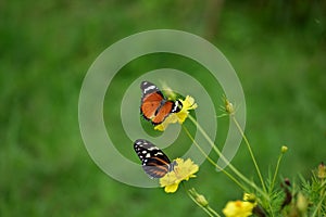 Butterflies on yellow flowers