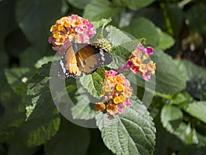 Butterfliy on a flower