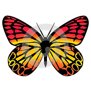 Butterfly 10