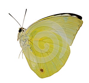 butterfly img