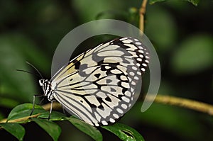 Schmetterling 