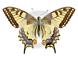 Mariposa 