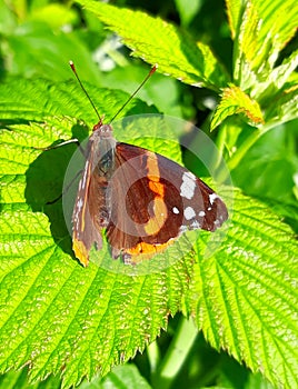 colorful butterfly on green leaves, close-up picture photo
