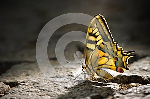 Butterfly