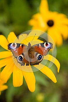 Schmetterling 