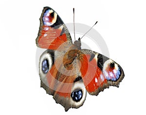 Mariposa 