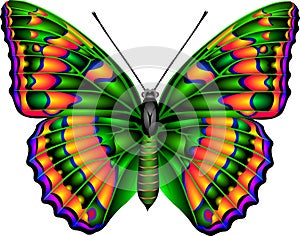 Butterfly photo