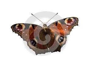 Mariposa 